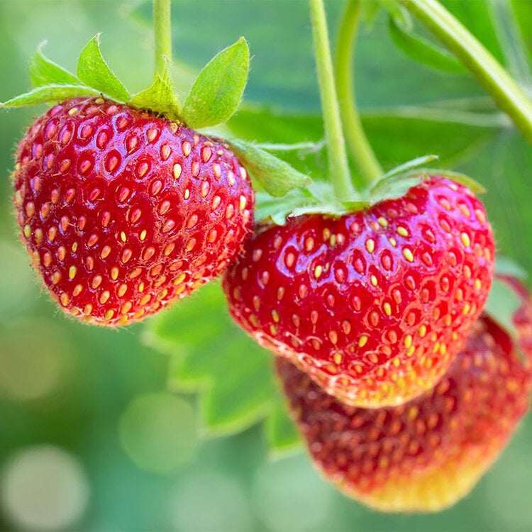 Strawberries