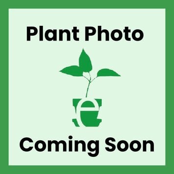 Grape 'Concord Seedless'