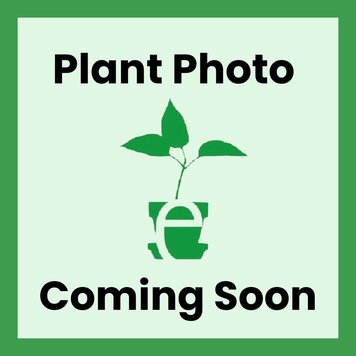 Sisyrinchium bellum CalNative 1 gal