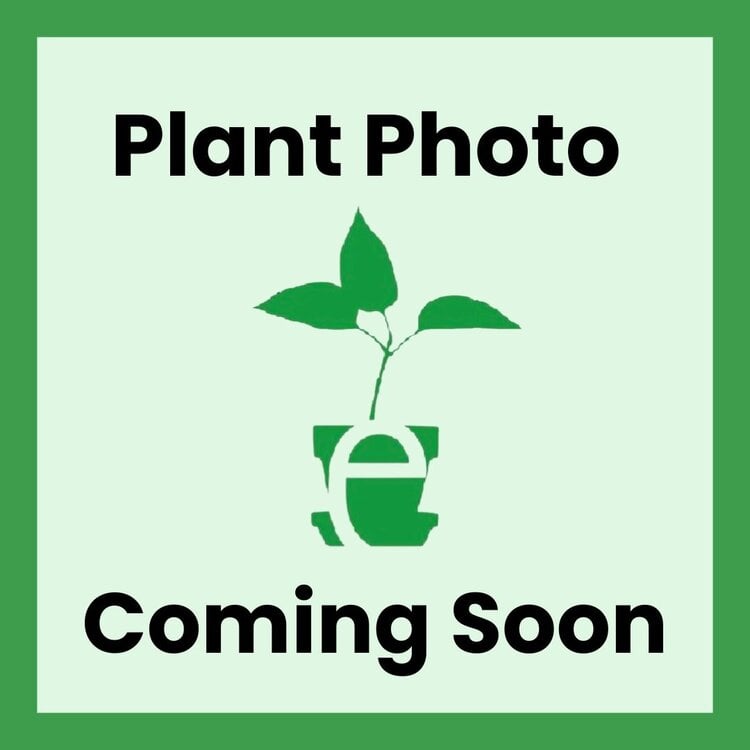 Ribes malvaceum 'Montara Rose' CalNative 1 gal