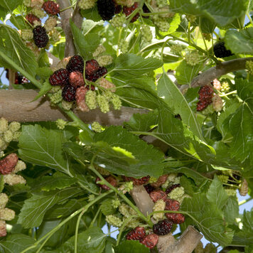 Mulberry 'Tea's Weeping'