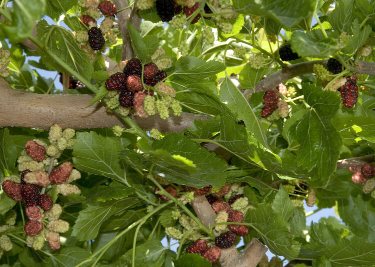 Mulberry 'Tea's Weeping'
