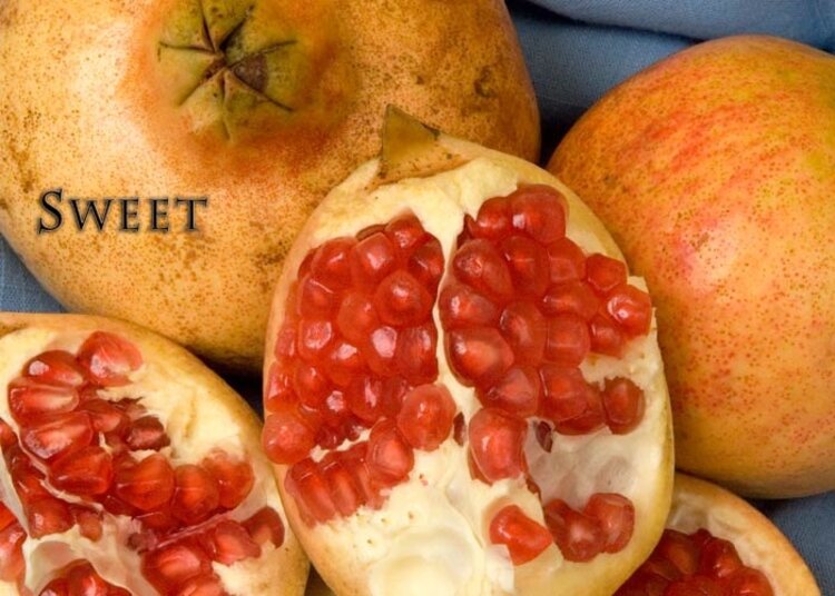 Pomegranate 'A.C. Sweet' 1 gal sleeve