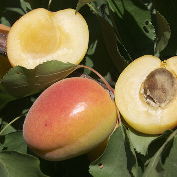 Apricot 'White Knockout' White Apricot on Nemaguard RS.