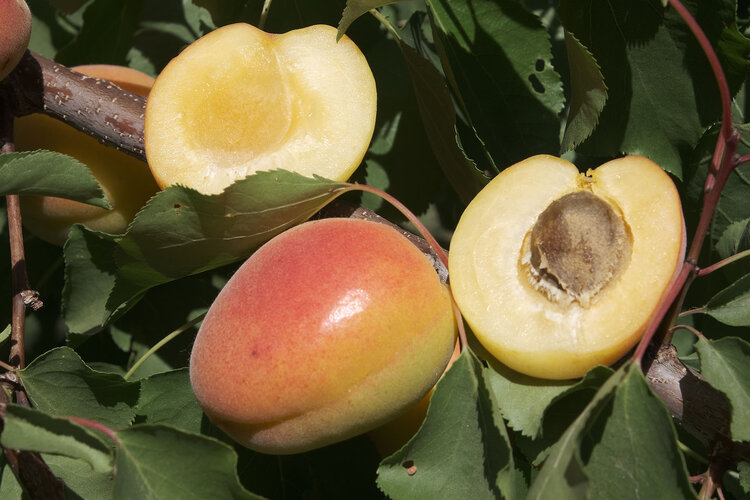 Apricot 'White Knockout' White Apricot on Nemaguard RS.