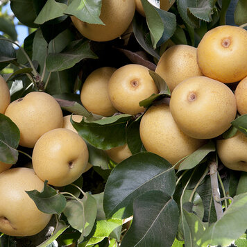 Pear '20th Century Asian' 5 gal