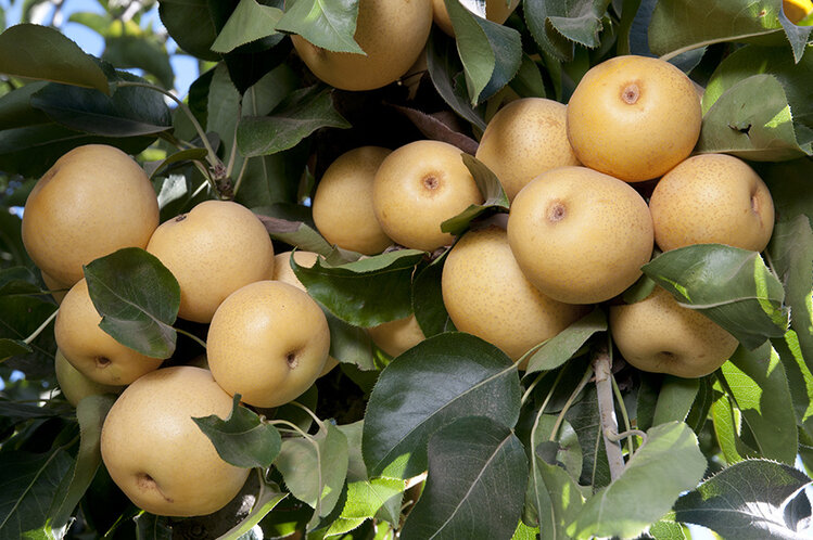 Pear '20th Century Asian' 5 gal