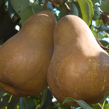 Pear, Bosc