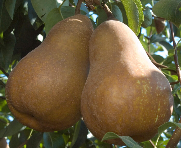 Pear, Bosc