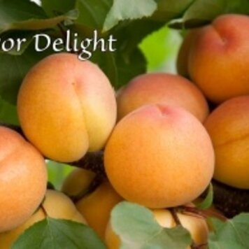 Apricot 'Flavor Delight Aprium®