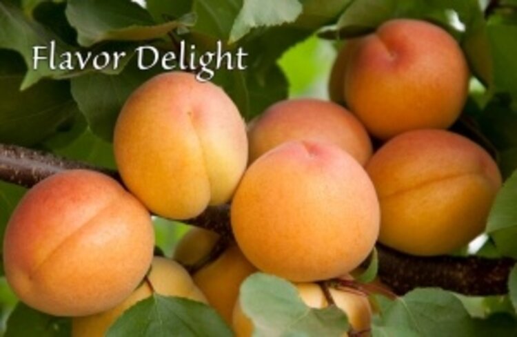 Apricot 'Flavor Delight Aprium®