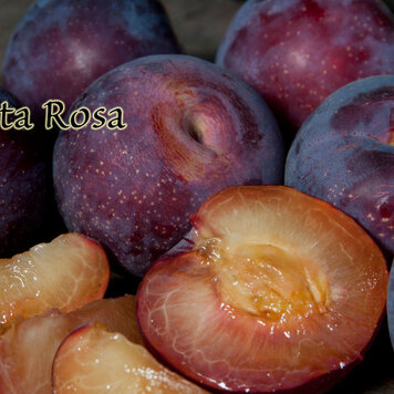 Plum 'Santa Rosa' on Citation RS.