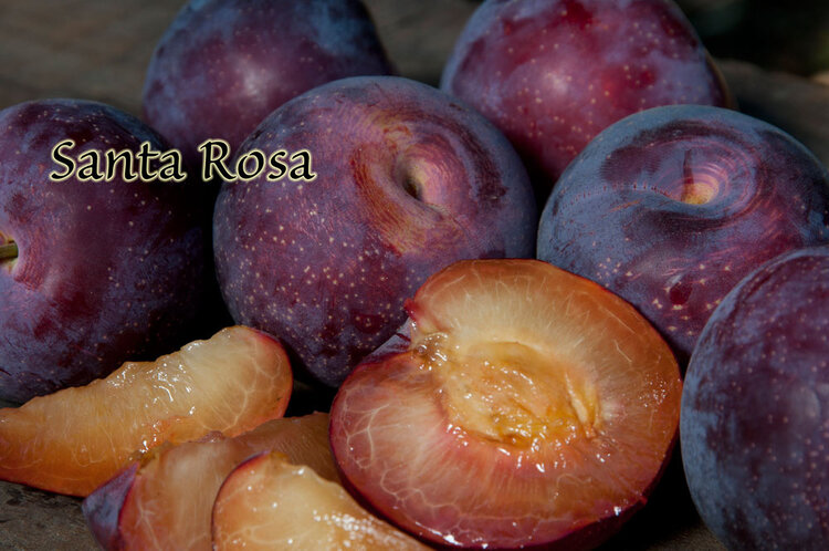 Plum 'Santa Rosa' Semi Dwarf on Citation Root Stock