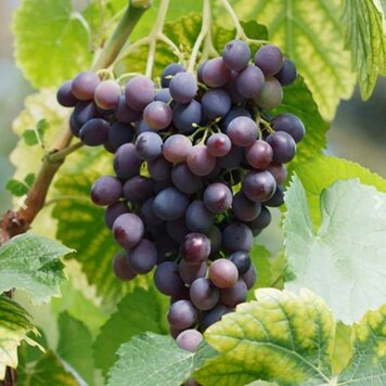 Grape 'Concord Seedless'