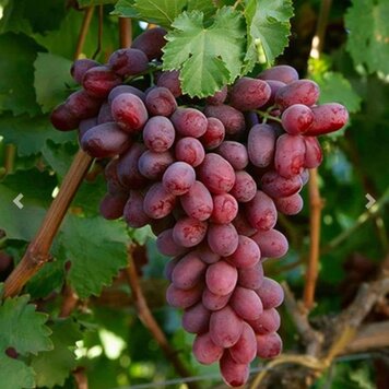 Grape 'Ruby Seedless'