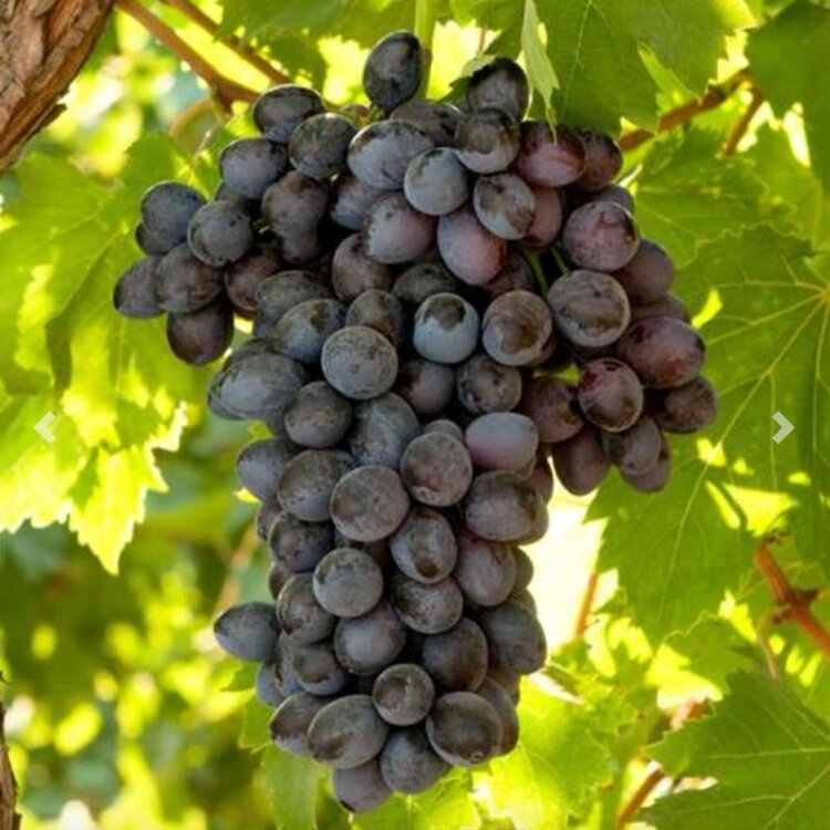 Grape 'Black Monukka' 1 gal sleeve