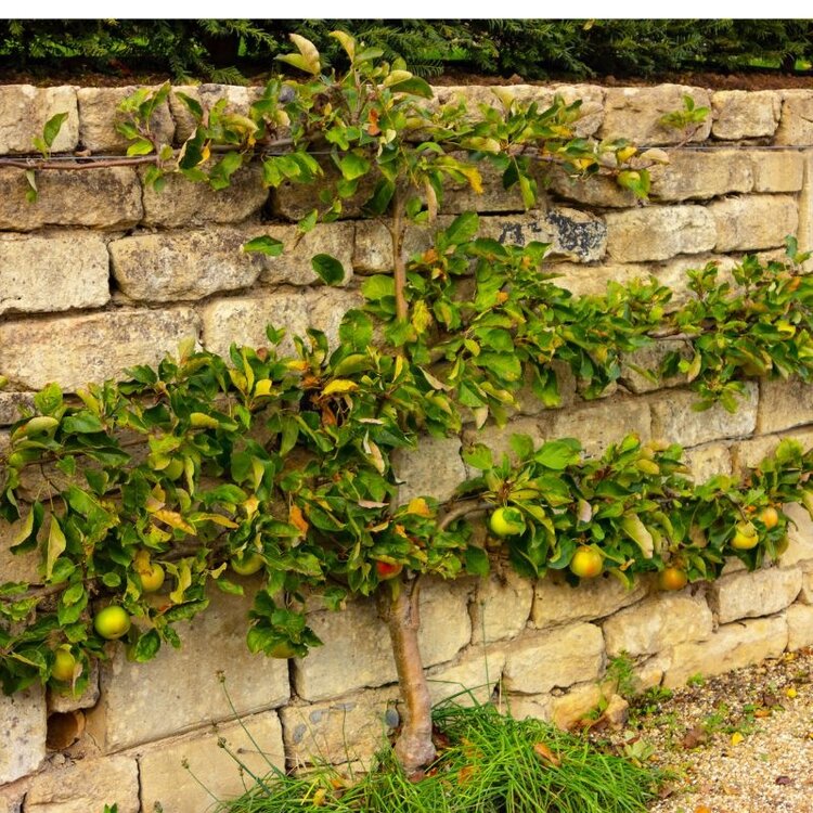Apple '4 in 1 Espaliered Apple' B-F-G-GD-Grav-RD