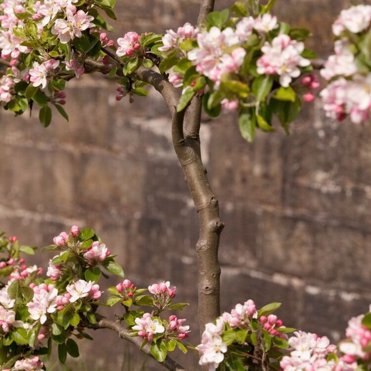 Apple '4 in 1 Espaliered Apple' B-F-G-GD-Grav-RD