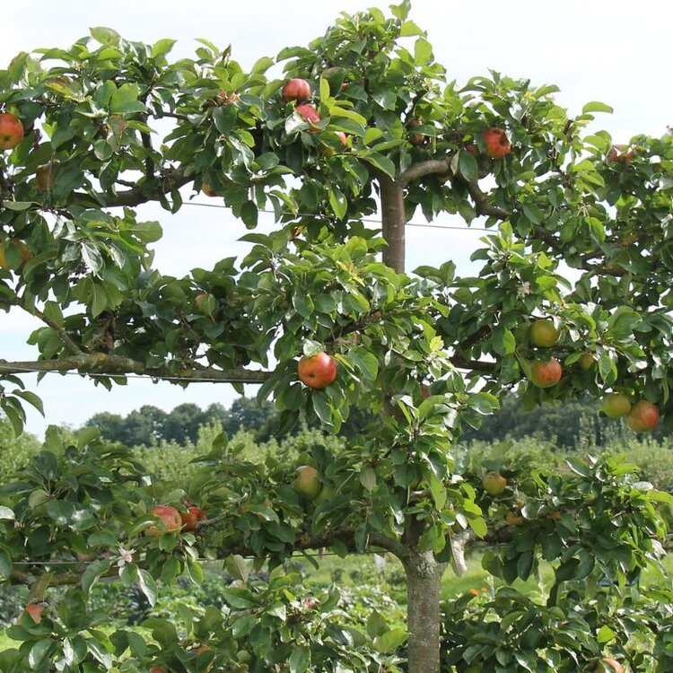 Apple '4 in 1 Espaliered Apple' B-F-G-GD-Grav-RD