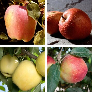 Apple 'Four in One Low Chill'