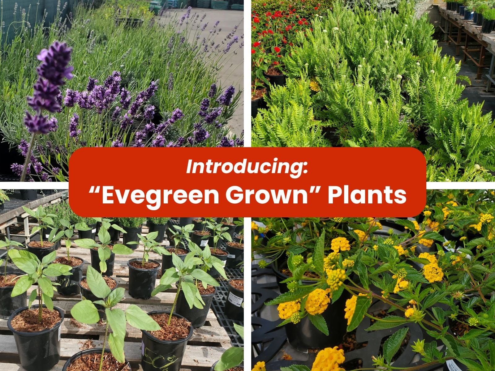 evergreen nursery plants growing on benches
