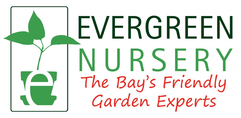 Evergreen Nursery