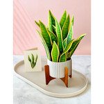 Freshcut Paper Snake Plant Pop Up Plant