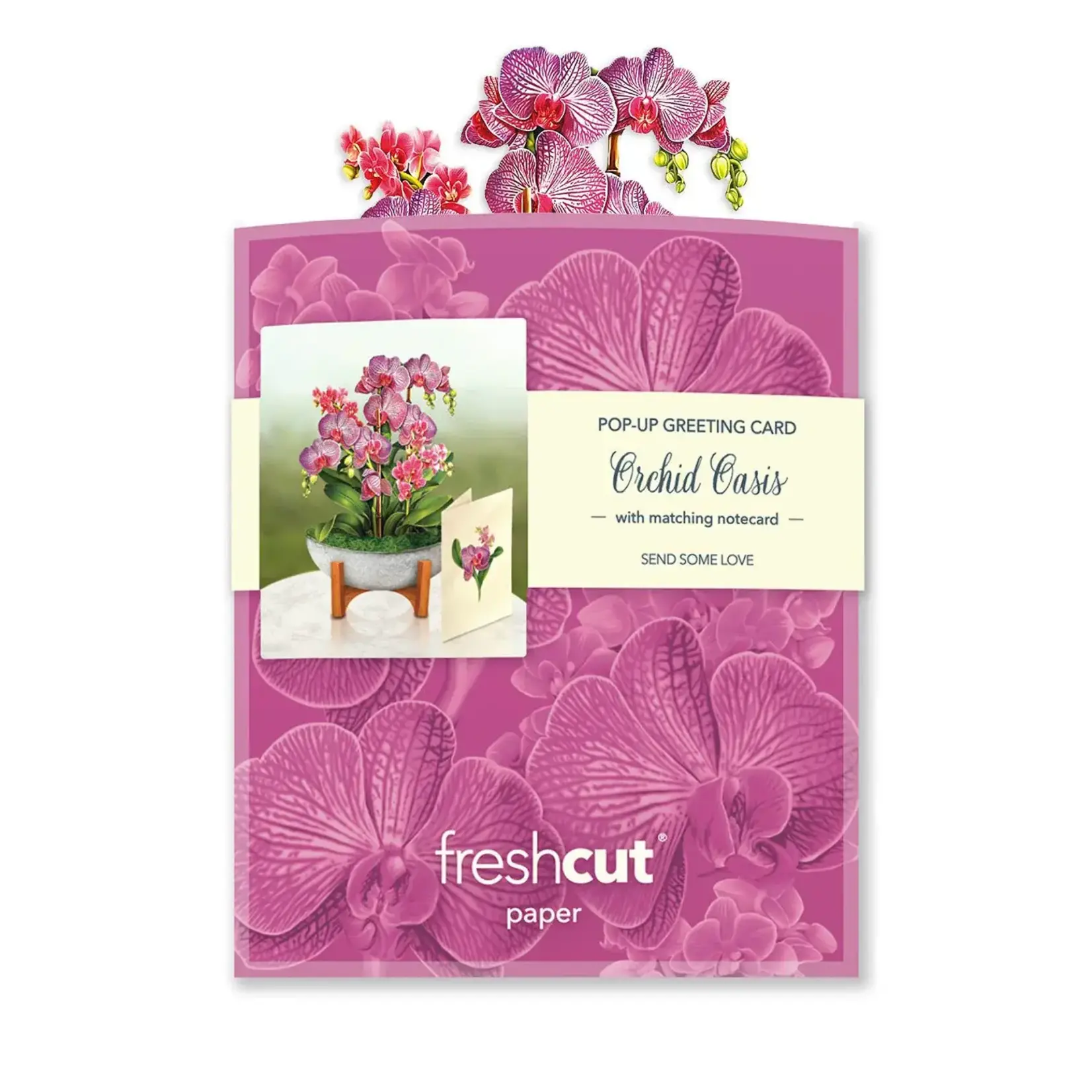 Freshcut Paper Mini Orchid Oasis Pop Up Planter