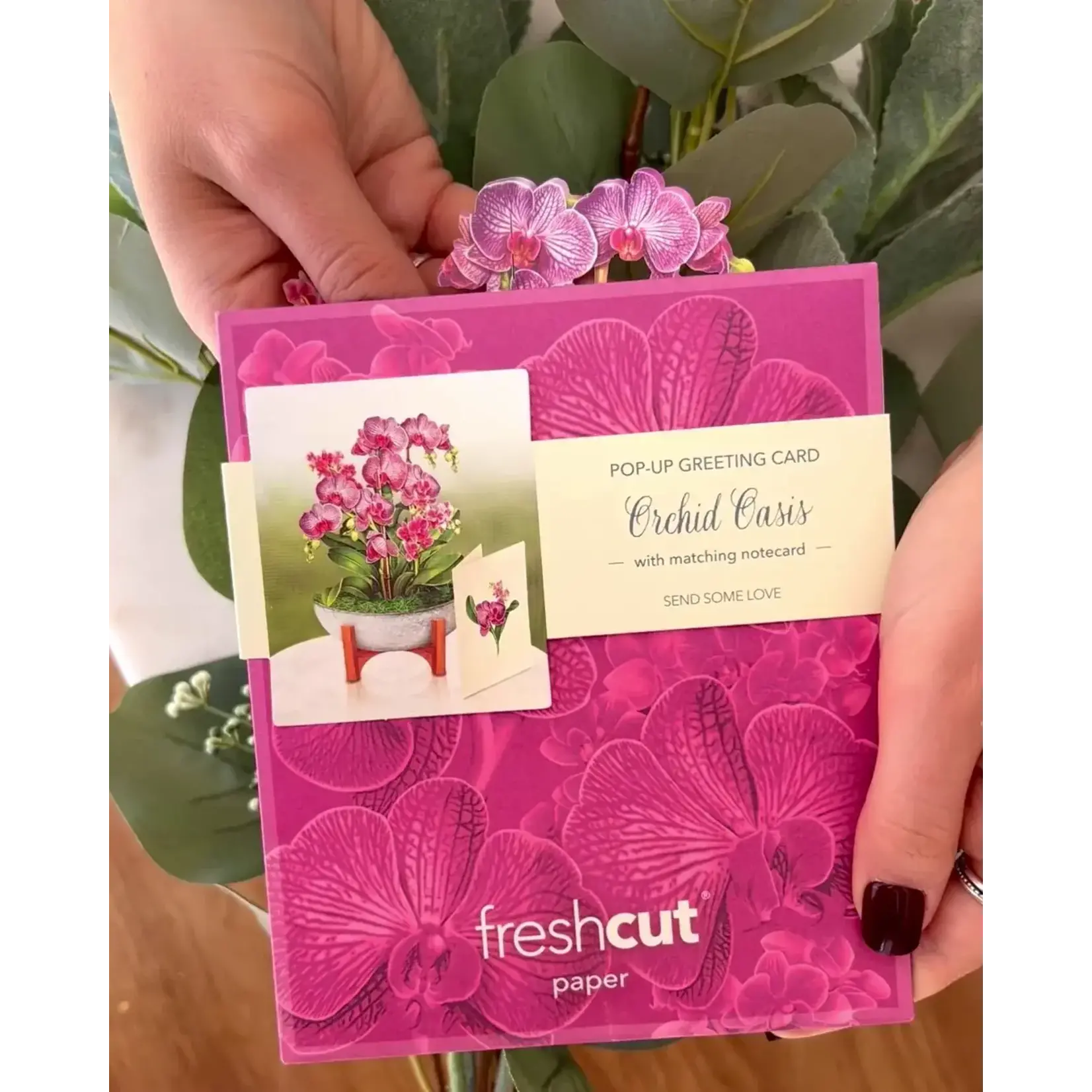 Freshcut Paper Mini Orchid Oasis Pop Up Planter