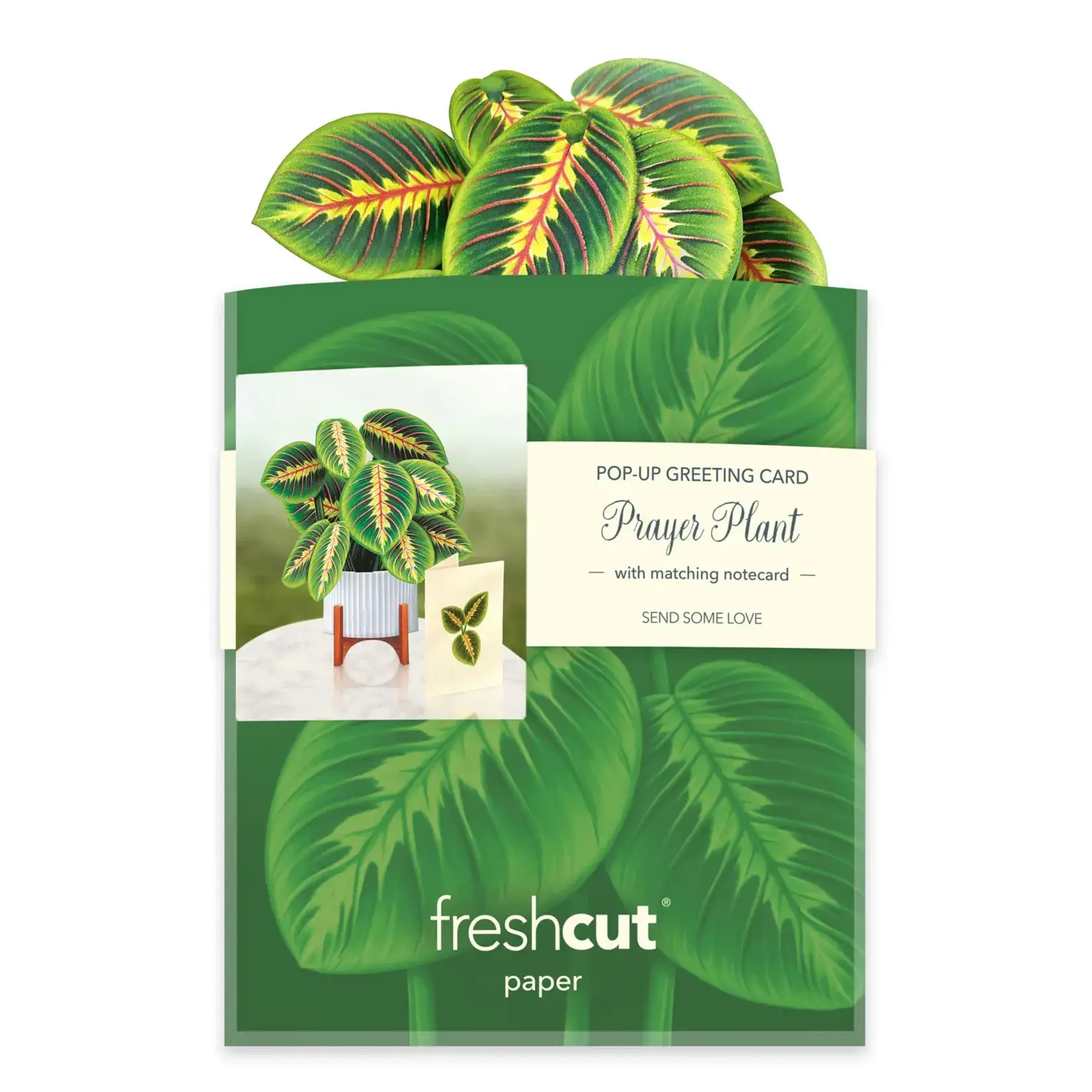 Freshcut Paper Mini Pop Up  Prayer Plant