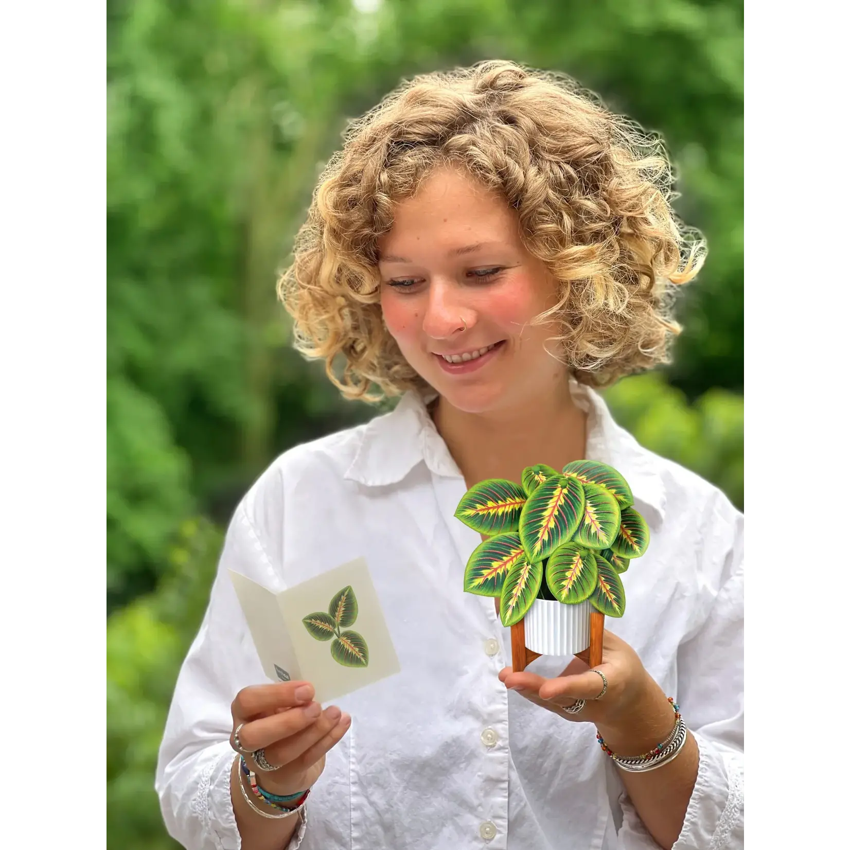 Freshcut Paper Mini Pop Up  Prayer Plant