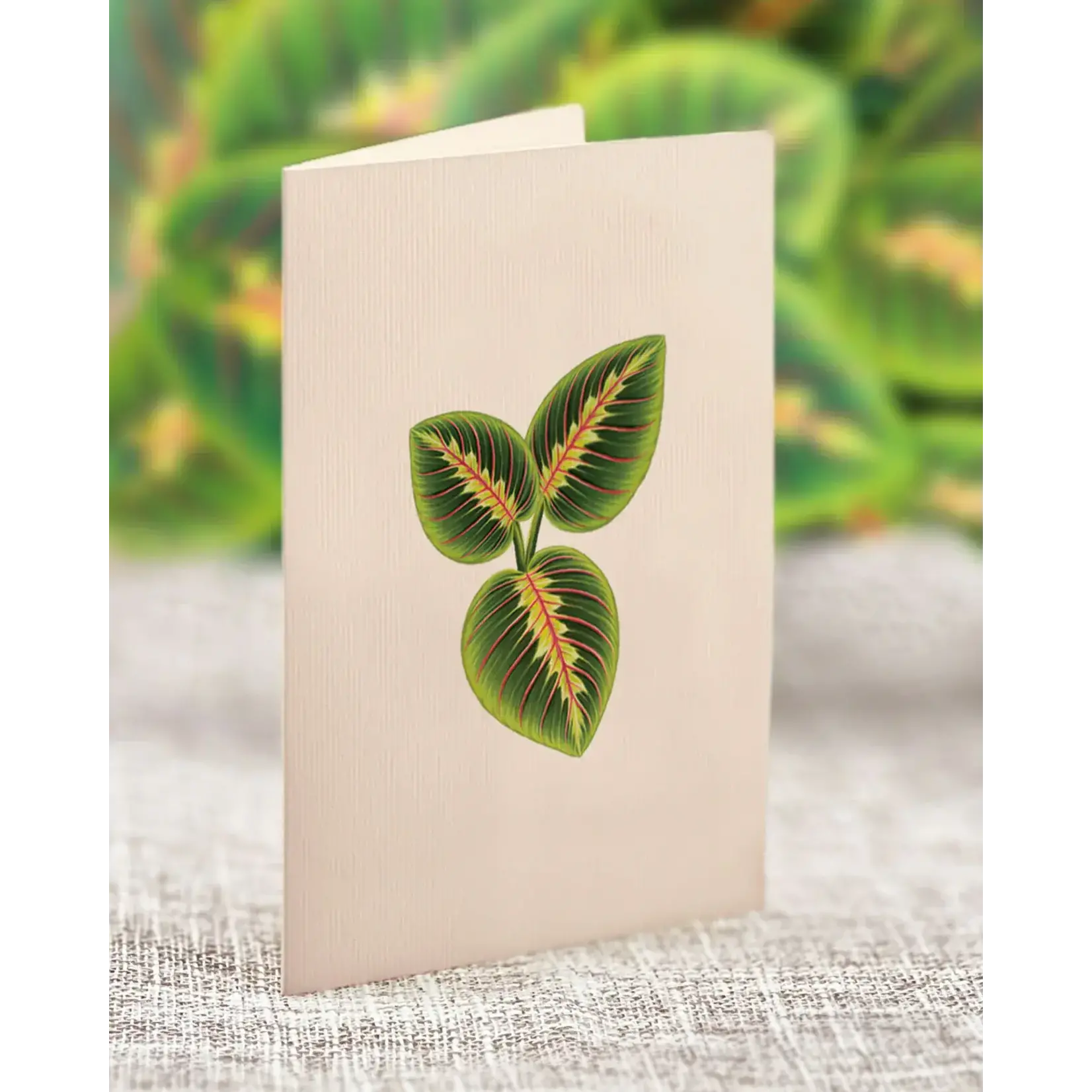 Freshcut Paper Mini Pop Up  Prayer Plant