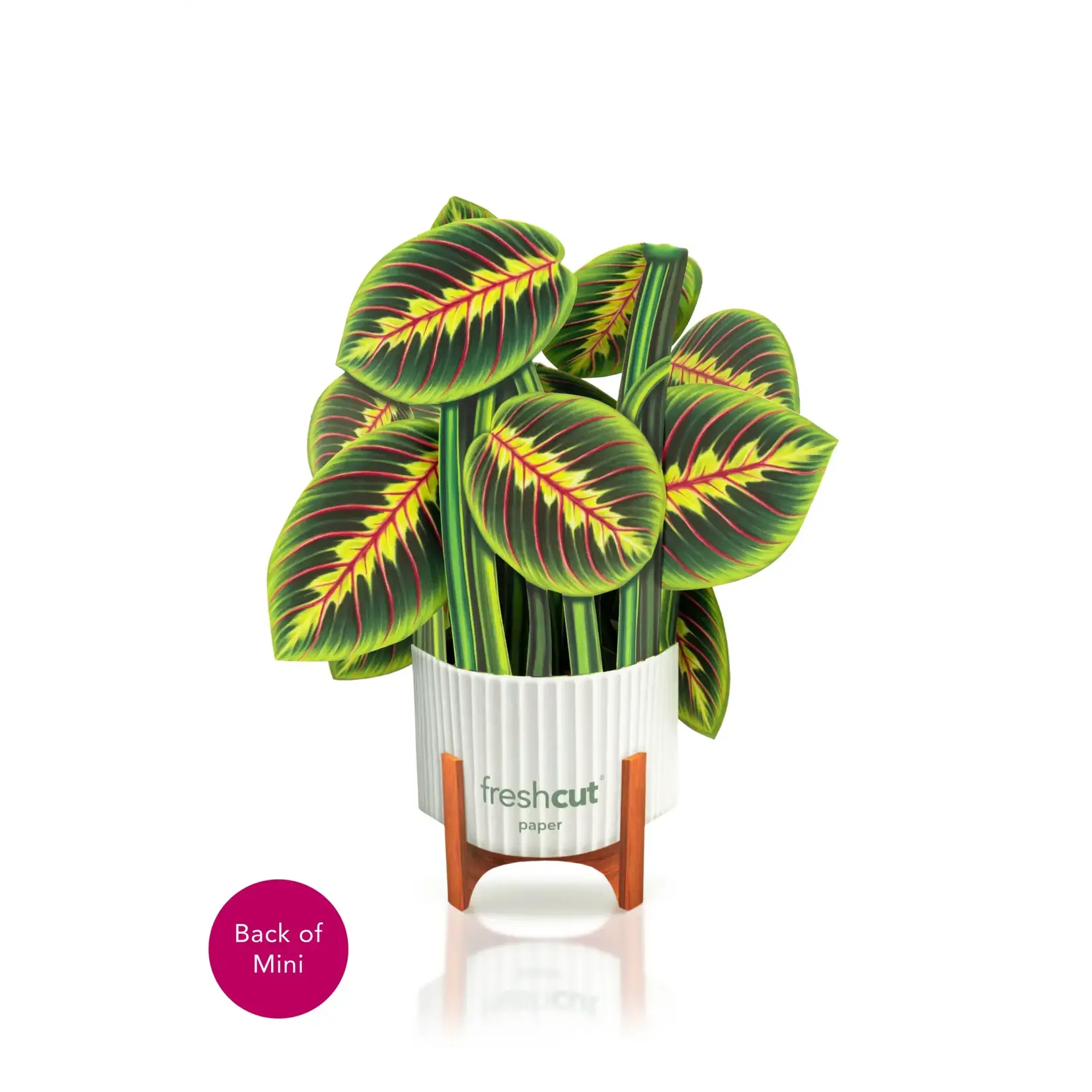 Freshcut Paper Mini Pop Up  Prayer Plant