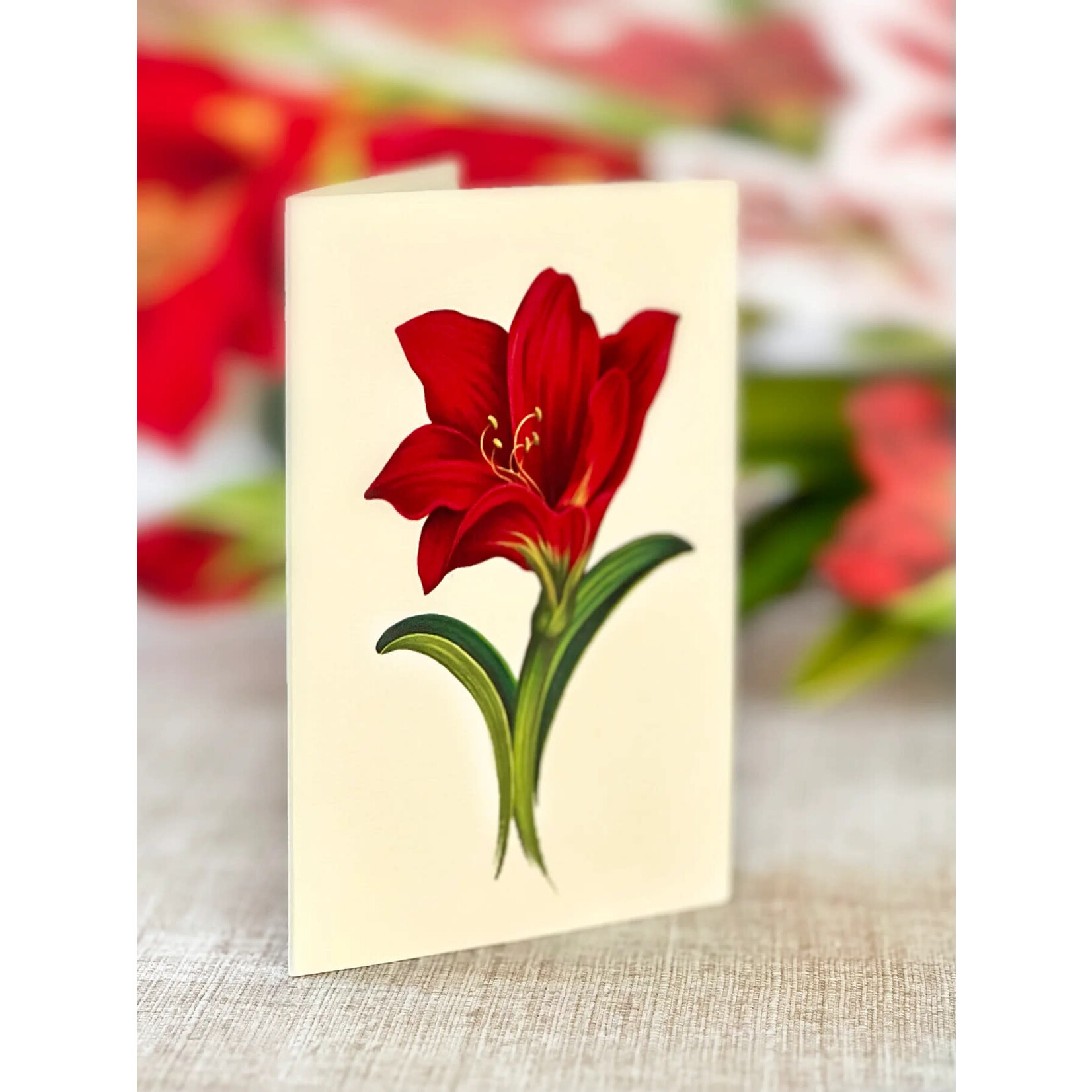 Freshcut Paper Scarlet Amaryllis Pop Up Bouquet