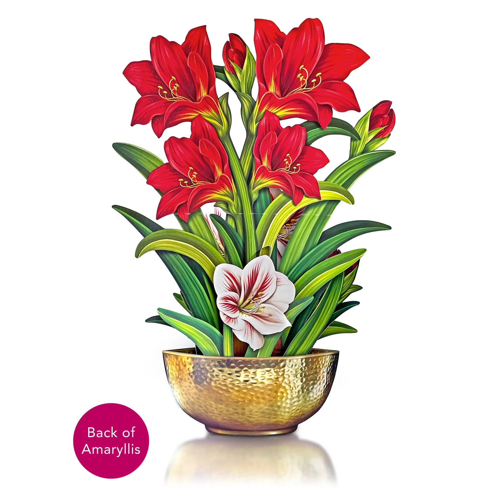 Freshcut Paper Scarlet Amaryllis Pop Up Bouquet