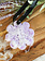 Spongelle Wild Flower French Lavender