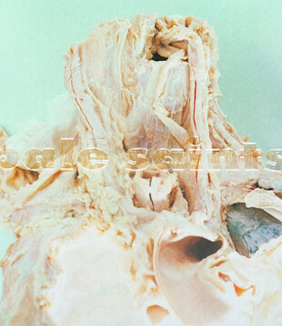 Pale Saints - In Ribbons - 4AD0407 - Vinyl LP (NEW)