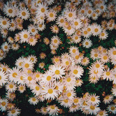 Bad Bad Hats - Bad Bad Hats (Pink Vinyl) - LP-DG-293C - Vinyl LP (NEW)