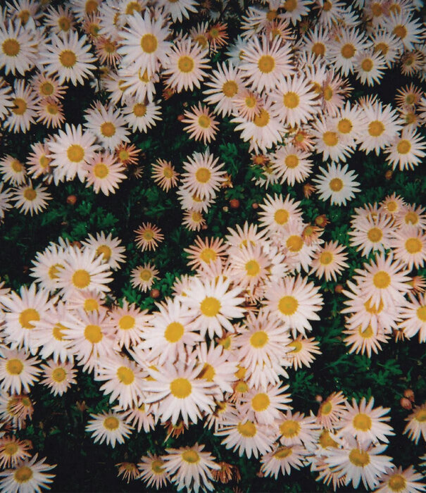 Bad Bad Hats - Bad Bad Hats (Pink Vinyl) - LP-DG-293C - Vinyl LP (NEW)