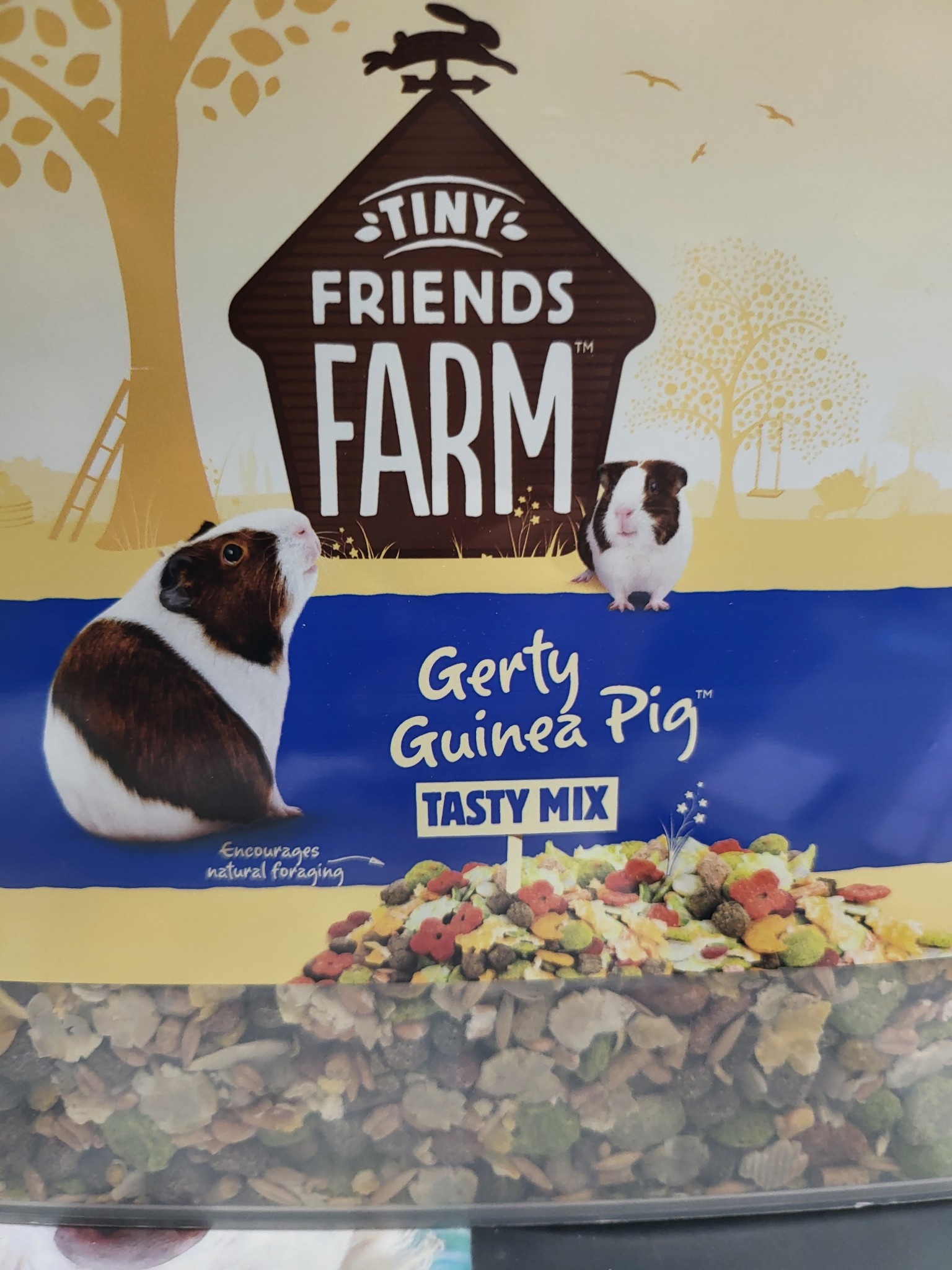 gerty guinea pig