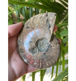 Ammonite Whole, Opalized Ammonite, High Quality Whole Ammonite #15, 230gr