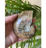 Ammonite Whole, Opalized Ammonite, High Quality Whole Ammonite #12, 200gr