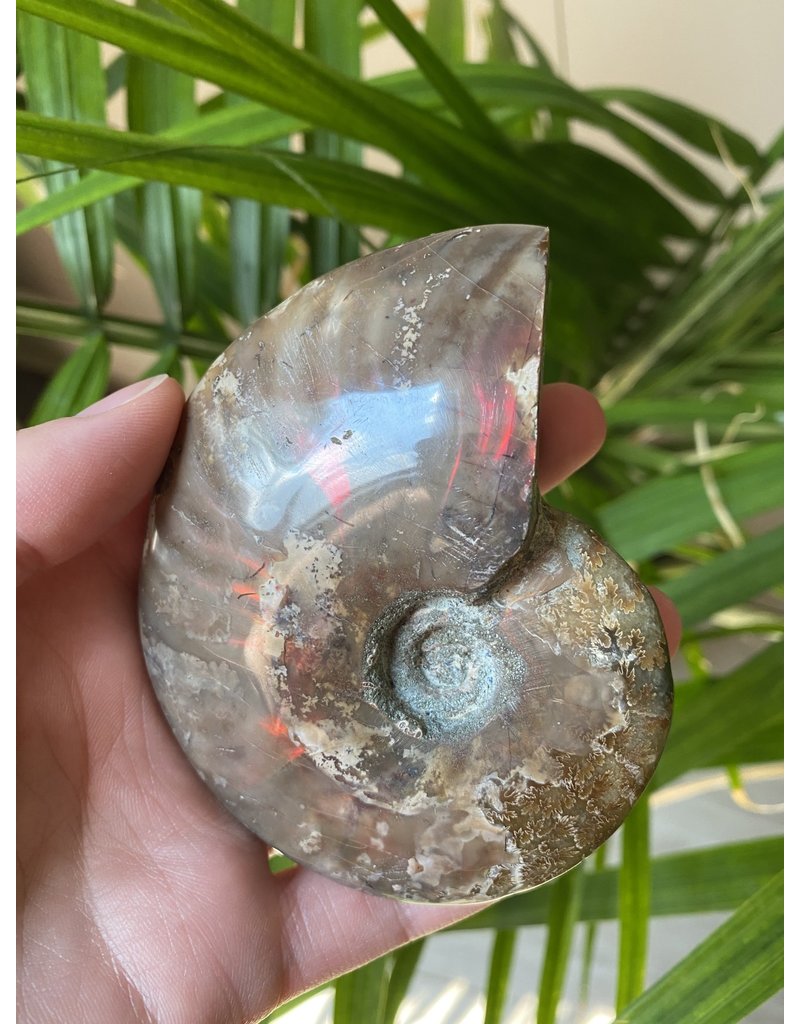 Ammonite Whole, Opalized Ammonite, High Quality Whole Ammonite #11, 223gr