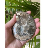 Ammonite Whole, Opalized Ammonite, High Quality Whole Ammonite #11, 223gr
