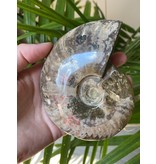 Ammonite Whole, Opalized Ammonite, High Quality Whole Ammonite #10, 344gr