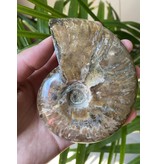 Ammonite Whole, Opalized Ammonite, High Quality Whole Ammonite #6, 315gr