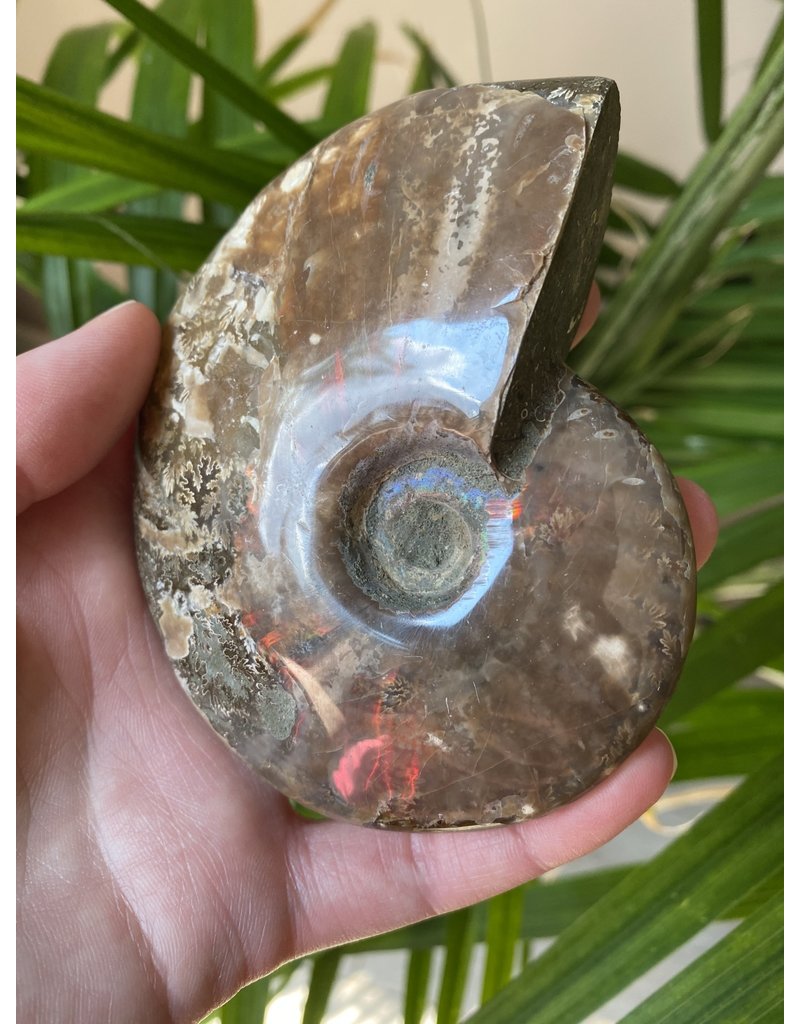 Ammonite Whole, Opalized Ammonite, High Quality Whole Ammonite #5, 240gr