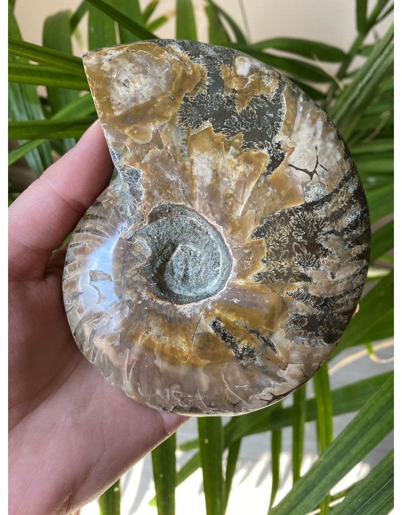 Ammonite Whole, Opalized Ammonite, High Quality Whole Ammonite #4, 502gr