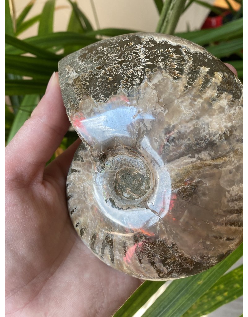 Ammonite Whole, Opalized Ammonite, High Quality Whole Ammonite #3, 381gr