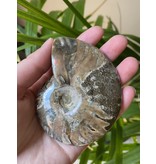 Ammonite Whole, Opalized Ammonite, High Quality Whole Ammonite #2, 156gr